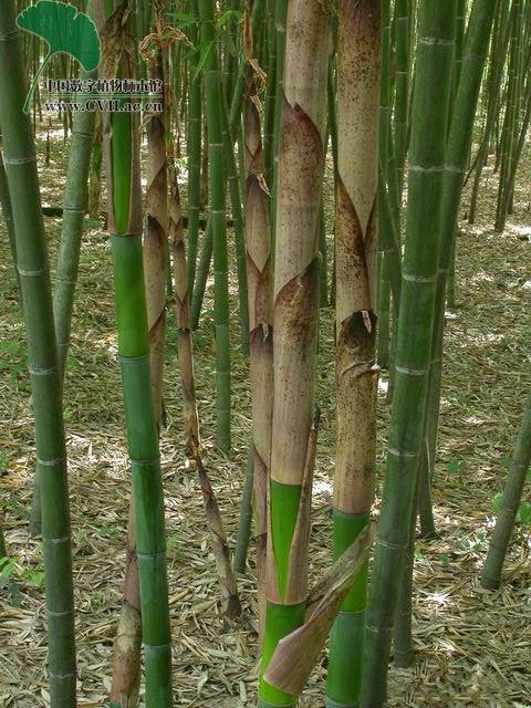美竹