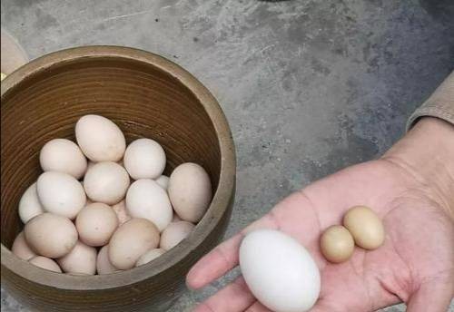 袖珍鸡蛋
