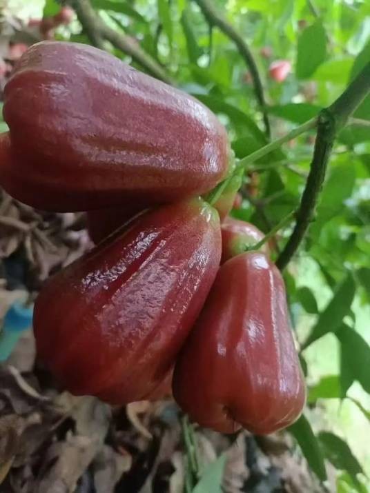 黑金刚莲雾