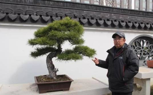 王如生(如派盆景继承人、盆景艺术家)