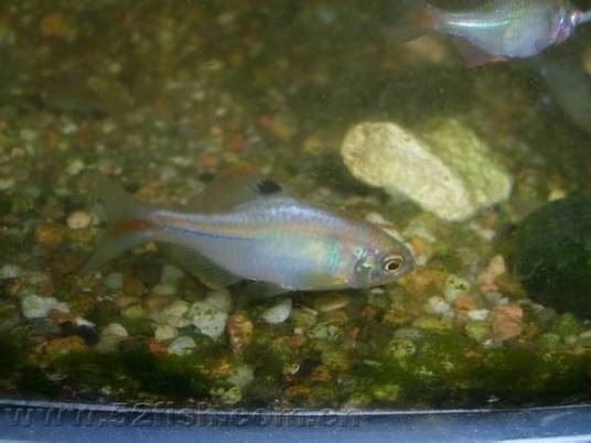 彩石鰟鮍