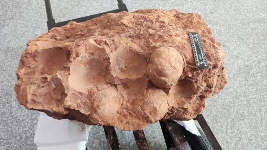 珊瑚蛋