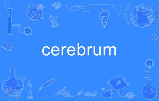 Cerebrum
