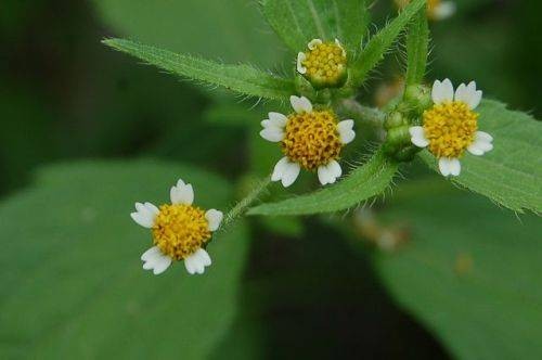 牛膝菊属