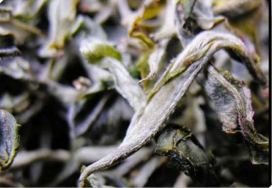 易武绿芽茶