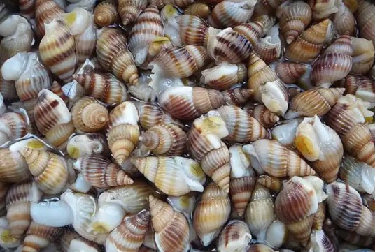 海螺丝