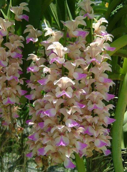 指甲兰(兰科指甲兰属植物)