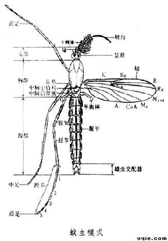 昆虫界