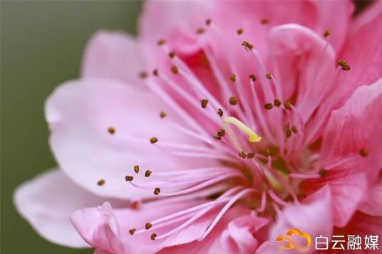 石马桃花
