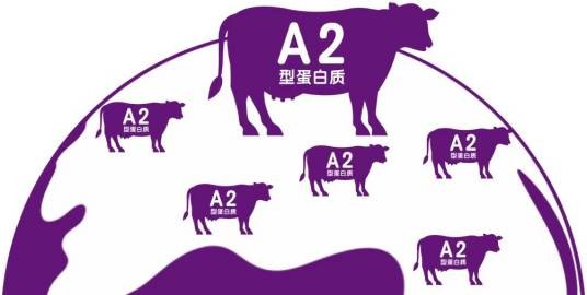 A2型蛋白质