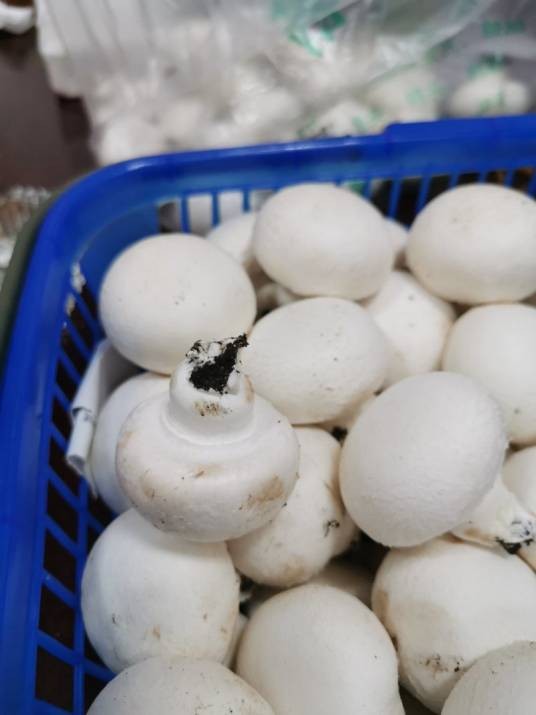 真菌蘑菇