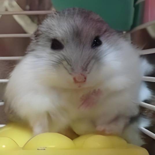 松鼠打不过仓鼠