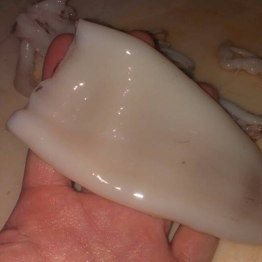鱿鱼清理
