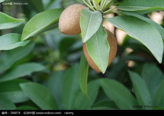 香瓜梨
