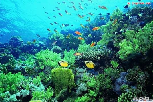 海洋生物发声