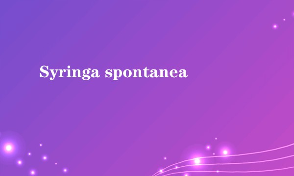 Syringa spontanea