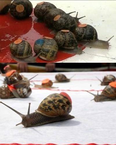 蜗牛赛跑锦标赛