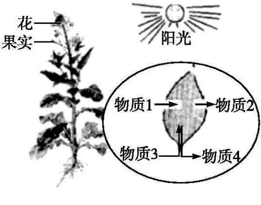 碳—氧平衡