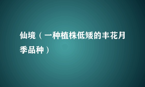 仙境（一种植株低矮的丰花月季品种）