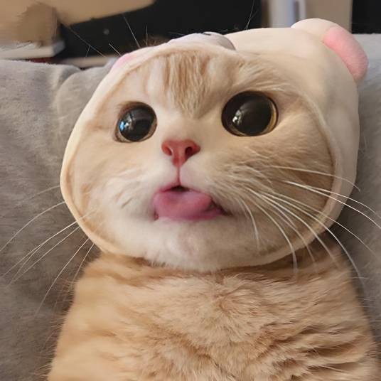 萌猫博主
