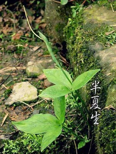 半夏生(夏至节气第三候)