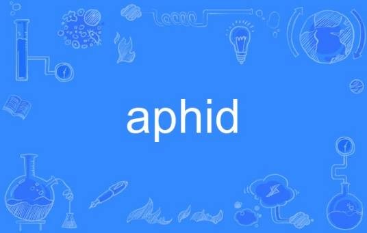 aphid
