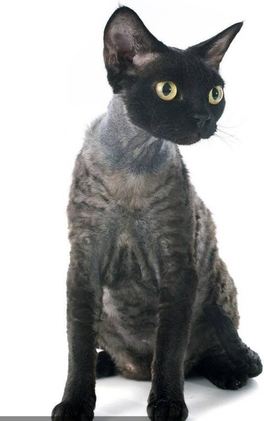 德文莱克斯猫