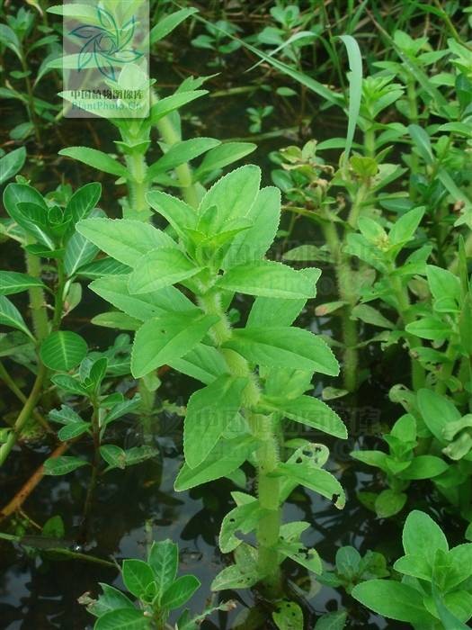 中华石龙尾（车前科石龙尾属植物）