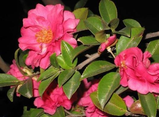 茶梅（山茶科山茶属植物）