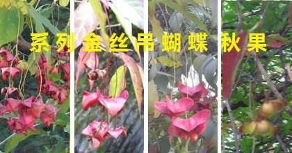 金丝吊蝴蝶系列品种