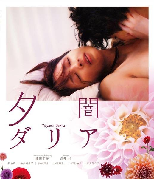暮色大丽菊