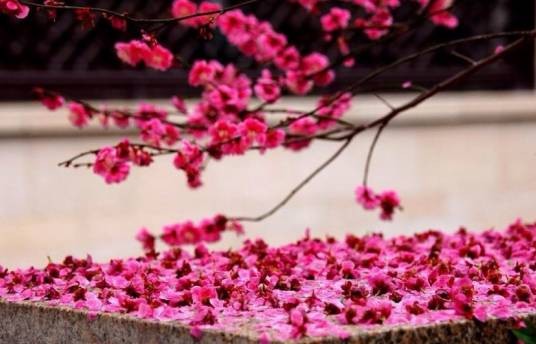 落花有泪