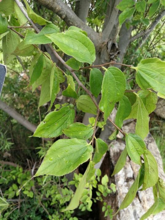 白朴(大麻科朴属植物)