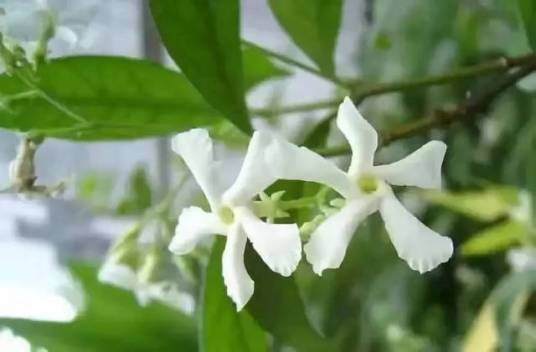 金丝茉莉
