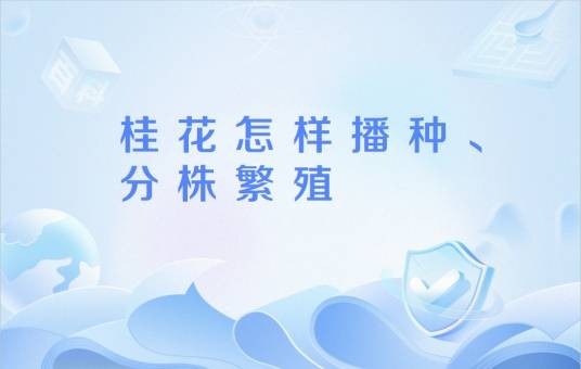 桂花怎样播种、分株繁殖
