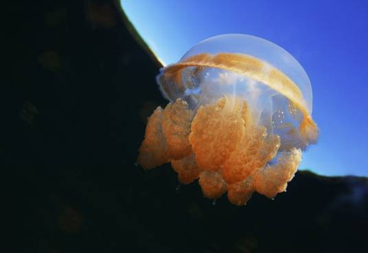 海蜇属