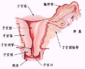酚碘氯胶