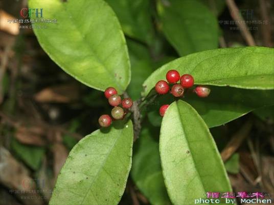 山血丹（中草药）