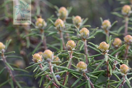 杜香（杜鹃花科杜香属植物）