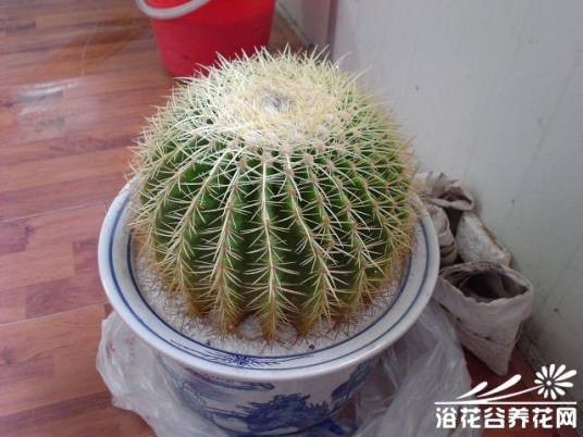 养护盆栽仙人球