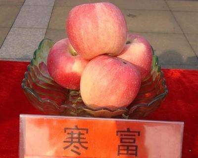 寒富