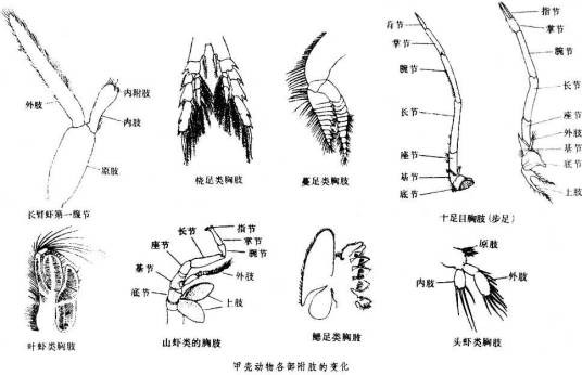 甲壳亚门