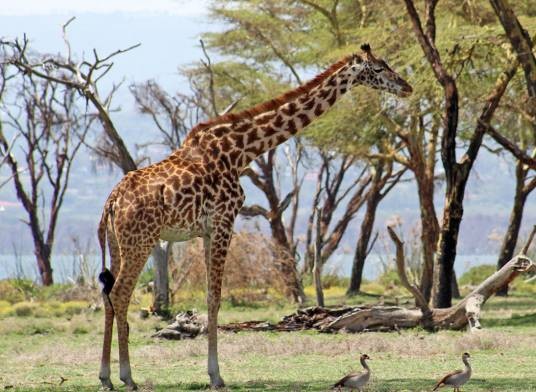 马赛长颈鹿