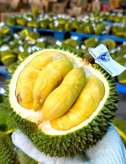 甲仑榴莲