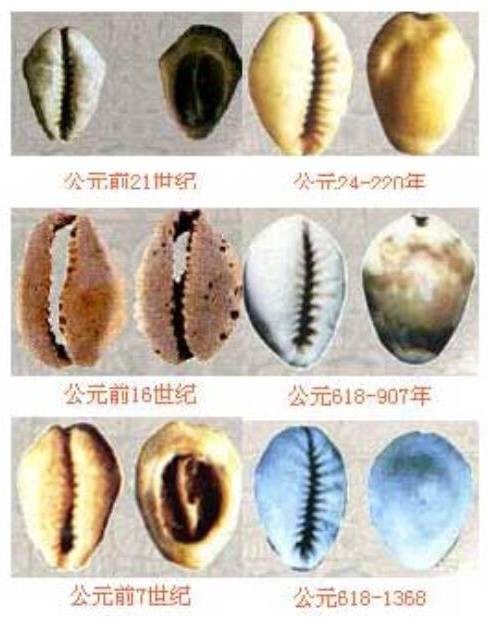 天然海贝
