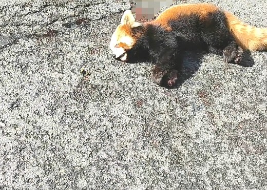 12·11汶川小熊猫疑被撞事件