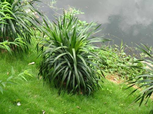 不死树（百合科龙血树属植物）