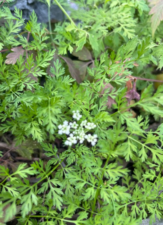 蛇床（伞形科蛇床属植物）