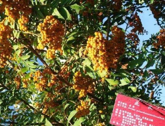 百华花楸家系CF02