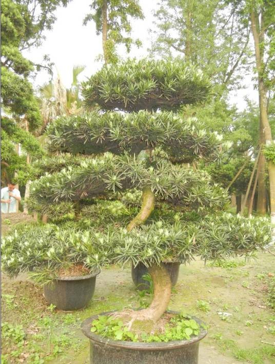 罗汉松桩头盆景